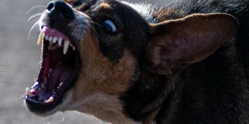 Soltas e ferozes, matilhas pelo DF fazem explodir número de ataques de cães