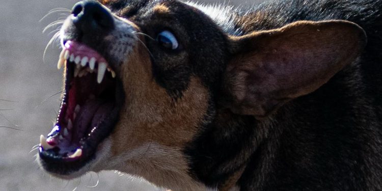 Soltas e ferozes, matilhas pelo DF fazem explodir número de ataques de cães