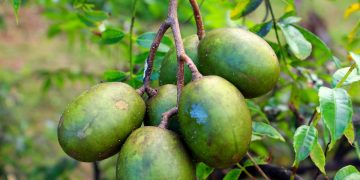 Fruta com ação anti-inflamatória pode ser cultivada em apartamento