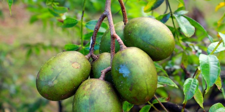 Fruta com ação anti-inflamatória pode ser cultivada em apartamento