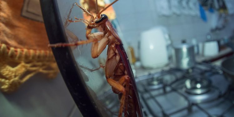 De diarreia a verme: barata pode transmitir mais de 7 tipos de doenças