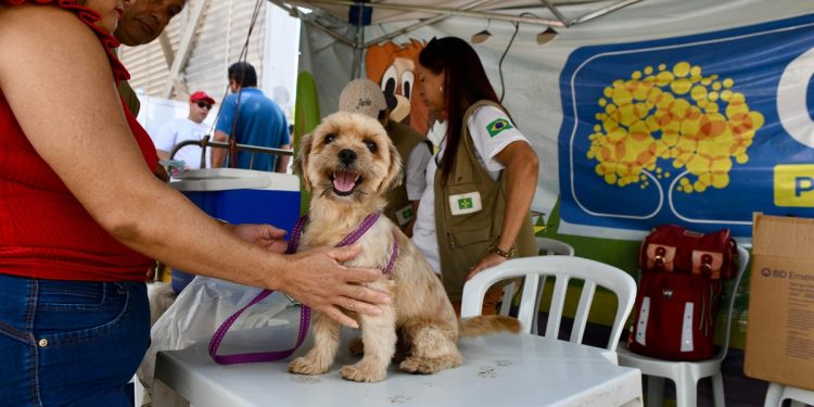 Sejus abre 150 vagas para castração de animais domésticos do Sol Nascente