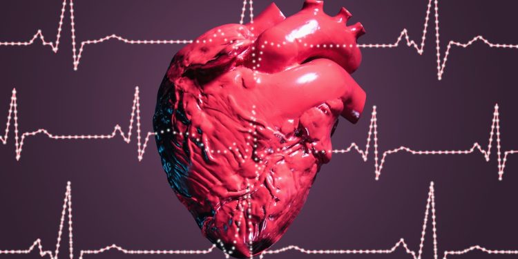 Estudo descobre proteínas que garantem o bom funcionamento do coração
