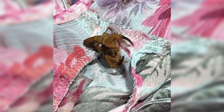 Jovem é picada por escorpião dentro de provador em loja de grife no DF