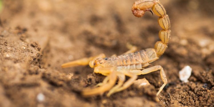 Saiba o que fazer se você for picado por um escorpião-amarelo