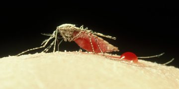 USP descobre que novo transmissor da malária pode chegar ao Brasil