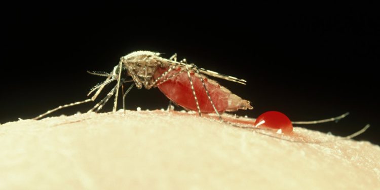 USP descobre que novo transmissor da malária pode chegar ao Brasil