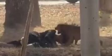 Vídeo: mulher é atacada por seis cães de rua no DF