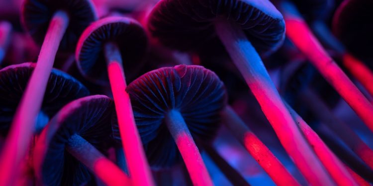 Como psicodélicos e organoides estão redefinindo a neurociência