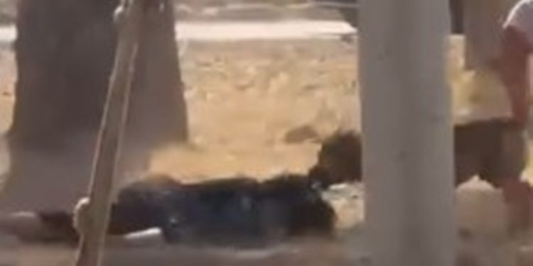 “Se fosse uma criança, teria morrido”, diz mulher atacada por cães