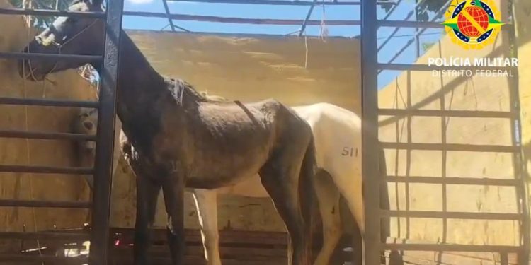 Polícia Militar resgata cavalos furtados em área rural do DF