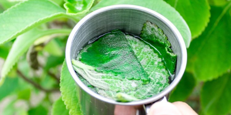 Chá anti-inflamatório popular aumenta a imunidade e fortalece o fígado