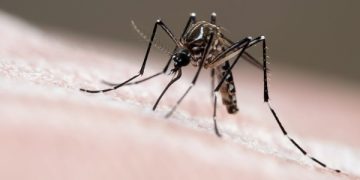 Mosquitos “antidengue” são soltos em regiões do DF; entenda