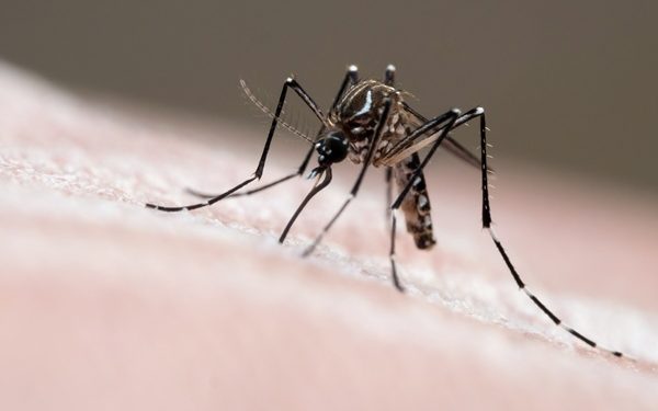 Mosquitos “antidengue” são soltos em regiões do DF; entenda