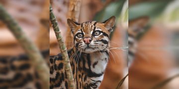 Conheça Fúria, jaguatirica cega acolhida pelo Zoológico de Brasília