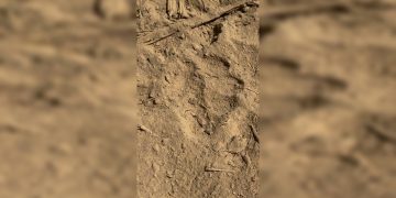 Vídeo: agentes do BPMA acham pegadas de onça próximas a chácara