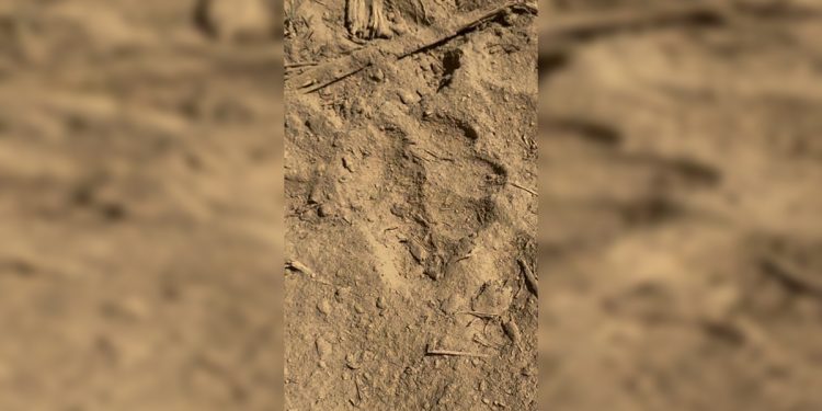 Vídeo: agentes do BPMA acham pegadas de onça próximas a chácara