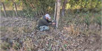 Caçada à onça que matou bezerros continua, e tensão em chácaras cresce