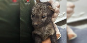 Ferido, filhote de cachorro-do-mato foge de incêndio e é salvo no DF