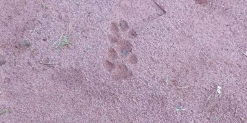 Áudio: “Tá no meu quintal”, disse moradora que recebeu visita de onça