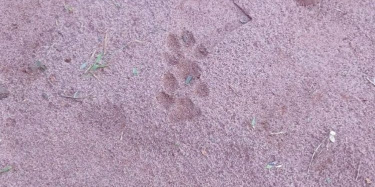 Áudio: “Tá no meu quintal”, disse moradora que recebeu visita de onça