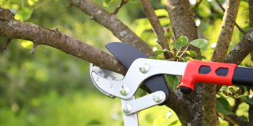 DF: 16 cidades terão mutirão de poda de árvore próxima à rede elétrica