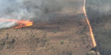 Incêndio florestal devasta 5,86% da Floresta Nacional de Brasília