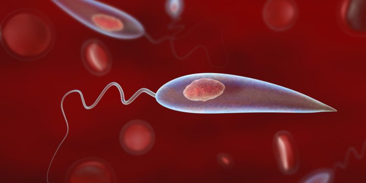 Pesquisa descobre que esponjas marinhas têm efeito contra leishmaniose