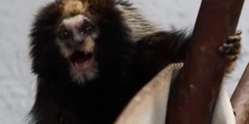 Vídeo: João e Ana, casal de saguis super-raros, chegam ao Zoo do DF