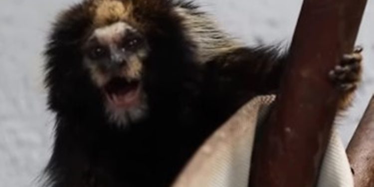 Vídeo: João e Ana, casal de saguis super-raros, chegam ao Zoo do DF