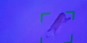 Onça “visita” condomínio e assusta moradores do Jardim Botânico, no DF