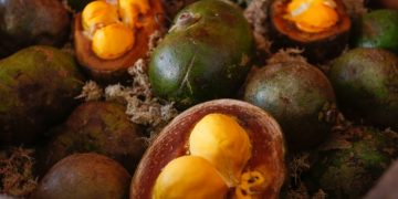 Pequi: o “ouro do Cerrado” que pode proteger rins, coração e fígado