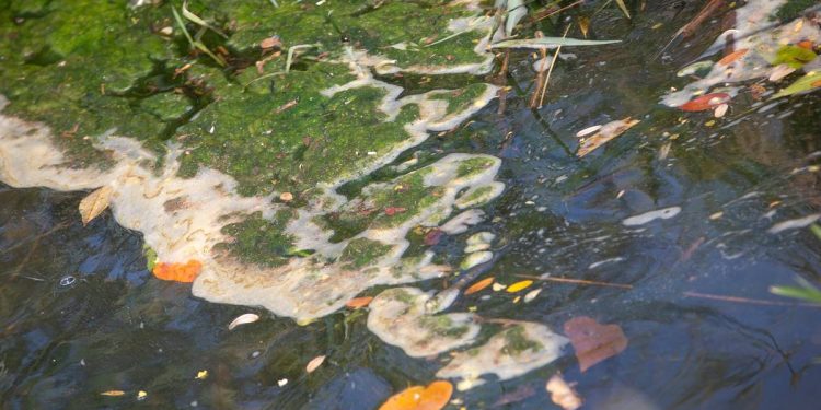 Dano ambiental: abatedouros sem licença no DF ameaçam Rio Melchior