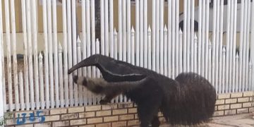 Tamanduá flagrado tentando “invadir” casa no DF é solto na natureza