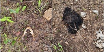 Corpo de jovem torturada e morta pelo CV foi devorado por urubus