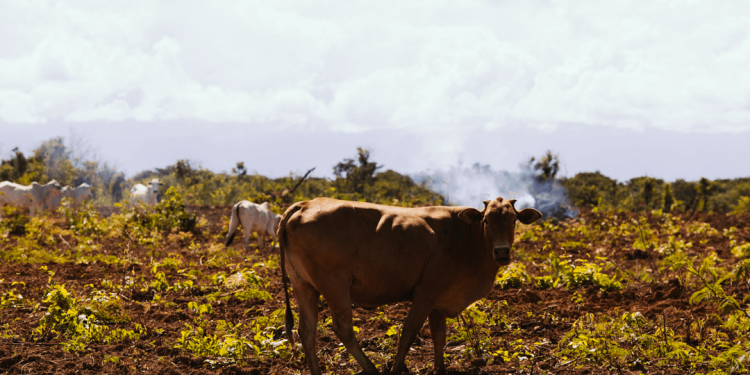 JBS exportou carne de fazendas ilegais da Amazônia para Europa, diz relatório