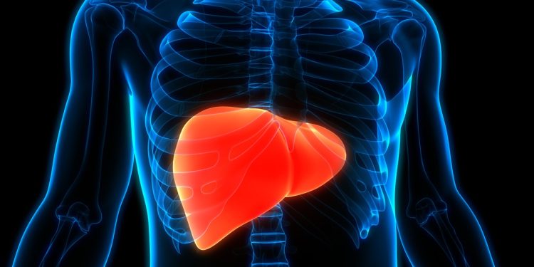 Gordura no fígado: entenda as causas da doença em pessoas magras