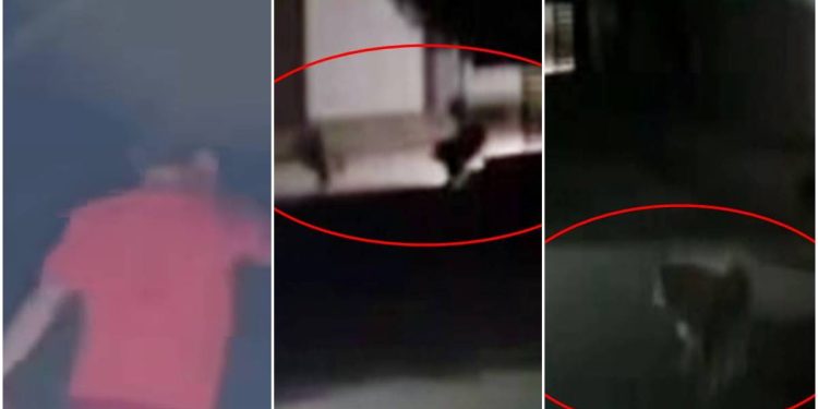 Veja momento em que procurador-geral é executado ao andar com cachorro