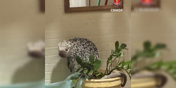 Porco-espinho é resgatado após invadir casa de zelador na Asa Sul