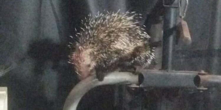 Cachorro fica ferido após porco-espinho invadir casa, no Gama