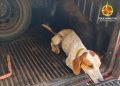 Cães usados para caça ilegal no DF são resgatados durante ação da PM
