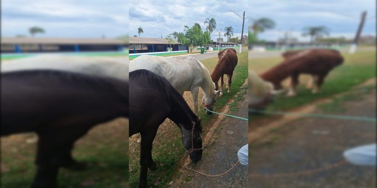Cavalos usados em equoterapia são furtados no Entorno do DF