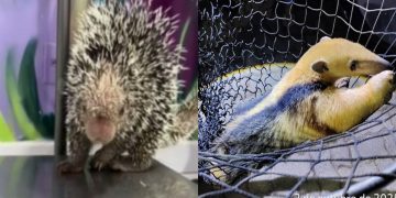 Porco-espinho e tamanduá: animais silvestres são resgatados no DF