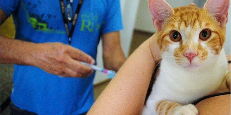 Cães e gatos poderão ser vacinados gratuitamente neste sábado (1º/11)