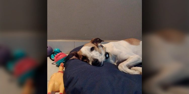 Cachorro some após ser atacado por outros dois durante passeio no DF