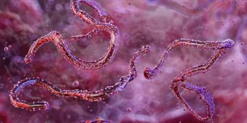 Etiópia confirma surto de Marburg e investiga mortes ligadas ao vírus