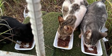 Justiça derruba decisão que proibia alimentação de gatos em condomínio