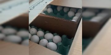 Com moscas em ovos e falta de refrigeração, depósito ilegal é fechado