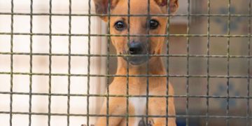 CLDF aprova crédito que garante auxílio de até R$ 6 mil a protetores