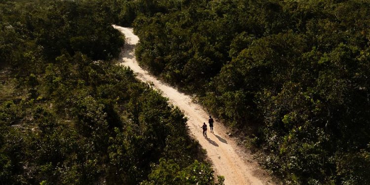 Cavalo leva tiro, passa horas agonizando e precisa ser sacrificado